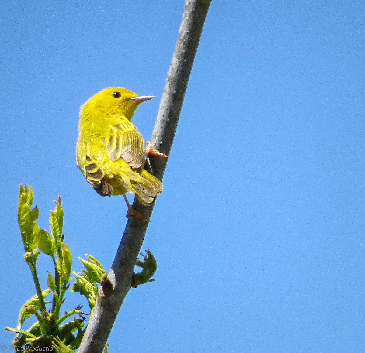Yellow Warbler - Marianne Ofenloch