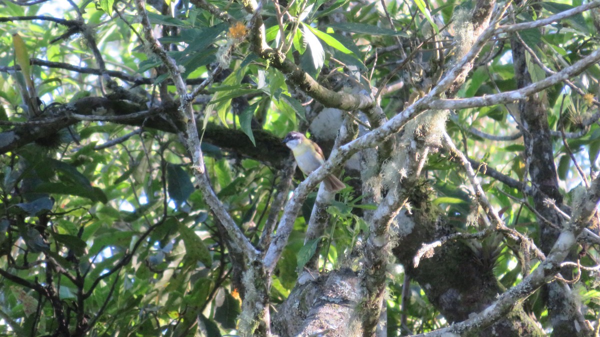 Clorospingo Común (grupo postocularis) - ML586606821