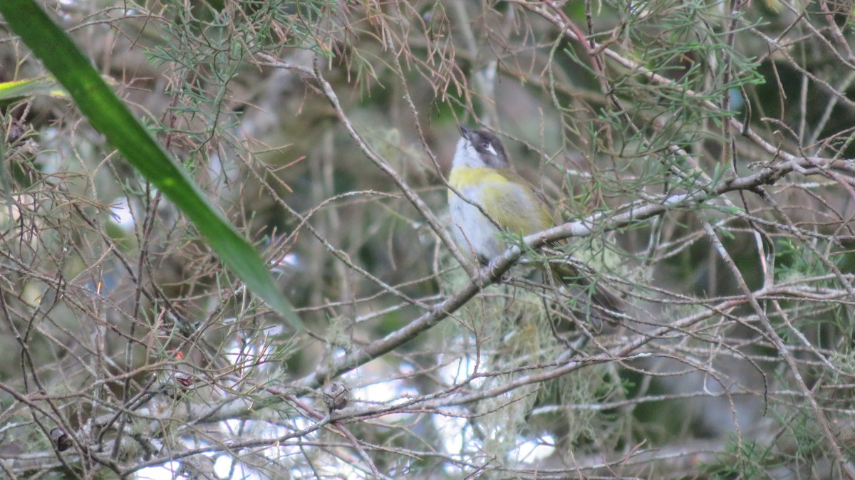 Clorospingo Común (grupo postocularis) - ML586606831