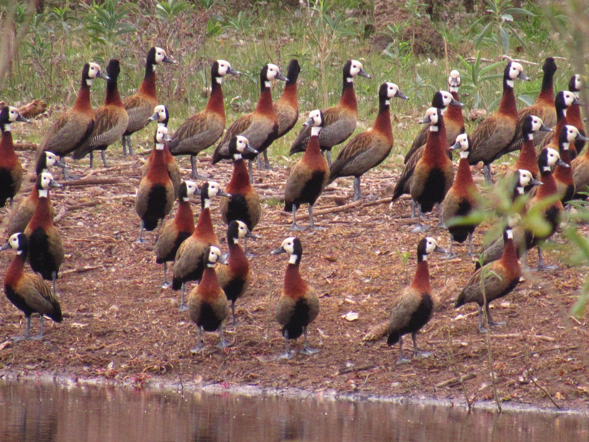 White-faced Whistling-Duck - ML586607421