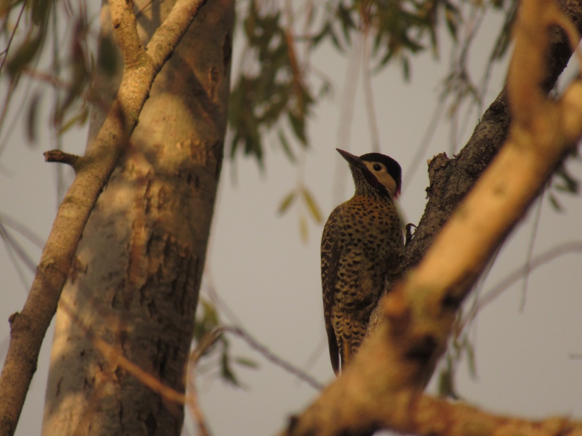 Green-barred Woodpecker - ML586608031