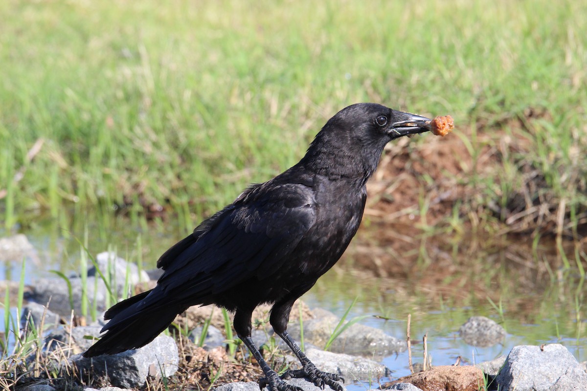 American Crow - ML586608041