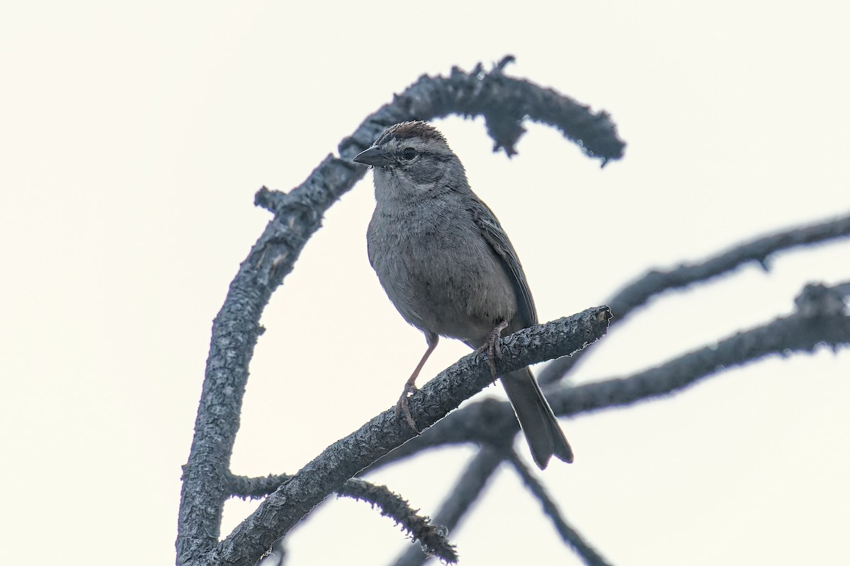 Chipping Sparrow - ML586608571