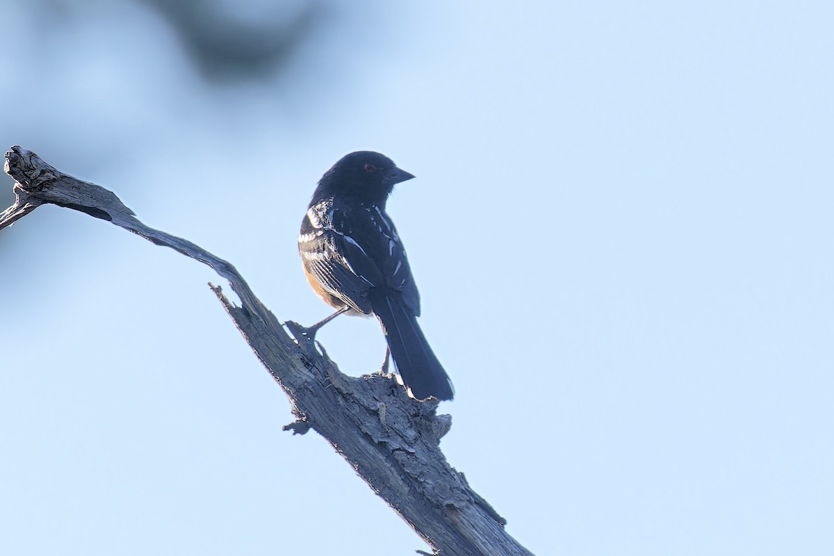 Spotted Towhee - ML586608721