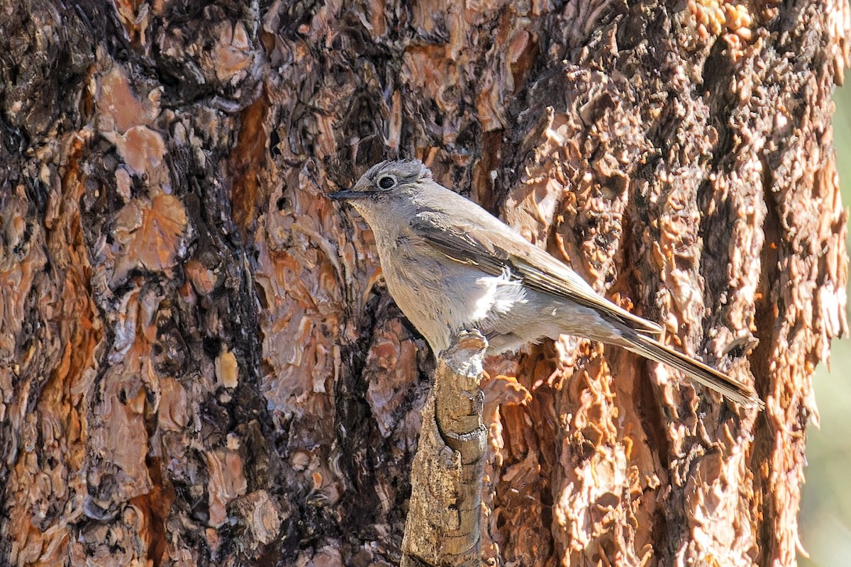 Townsend's Solitaire - ML586608751