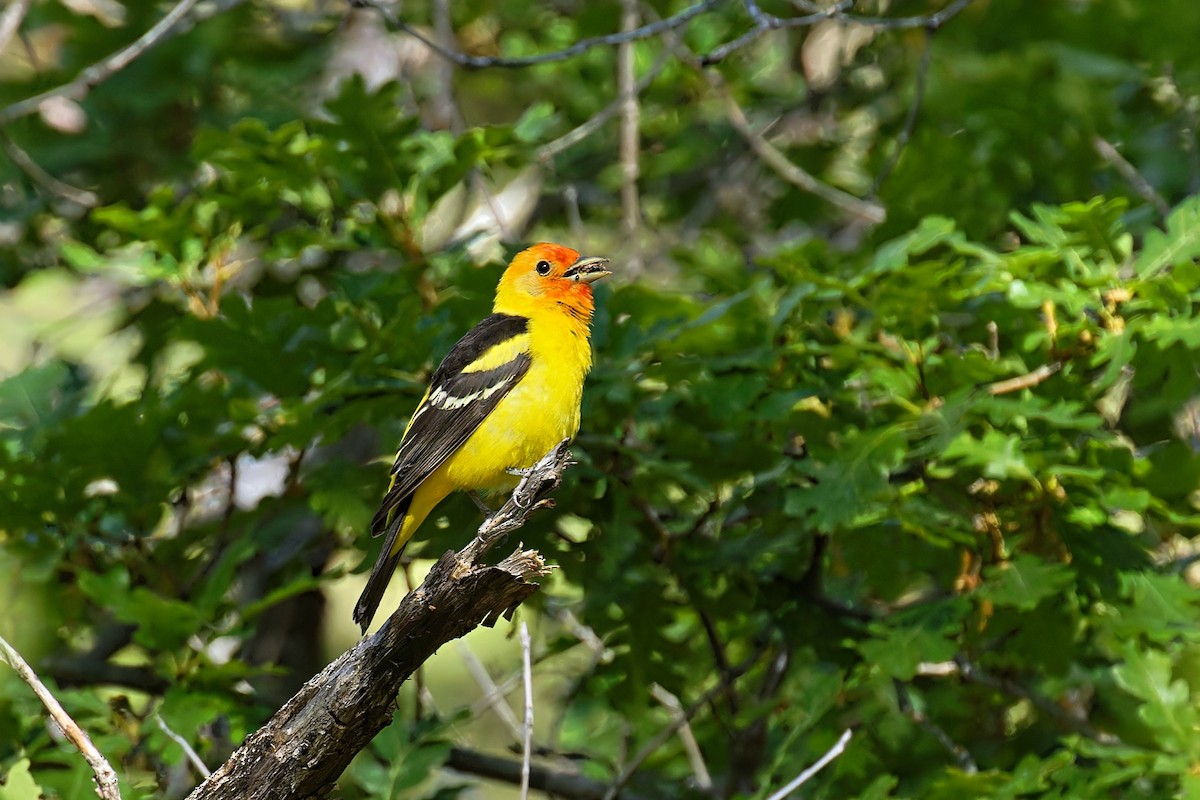 Western Tanager - ML586608811