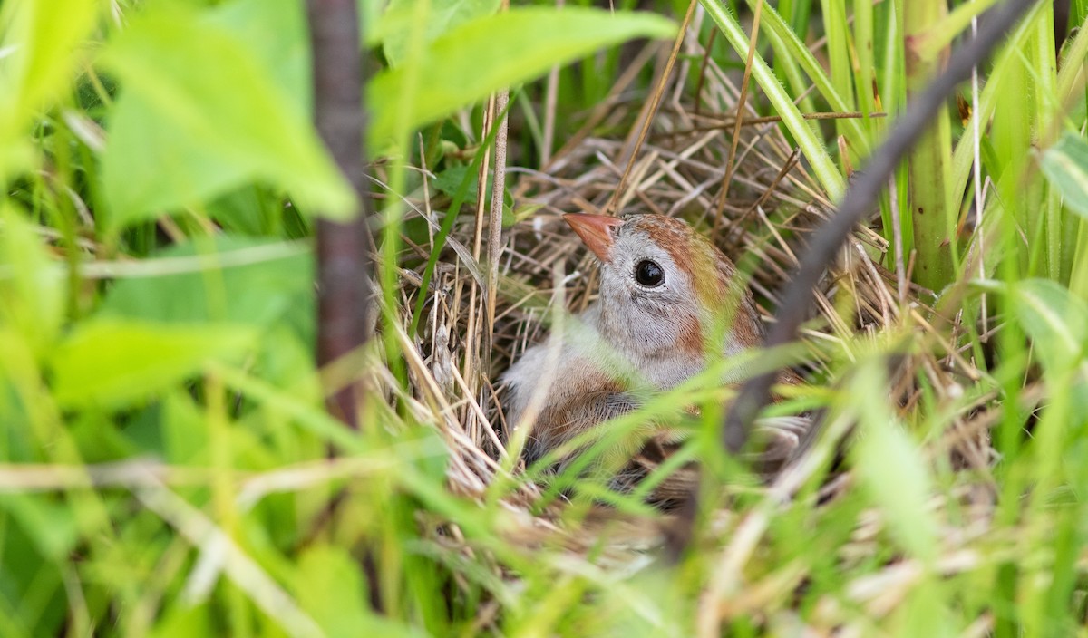 Field Sparrow - ML586609081