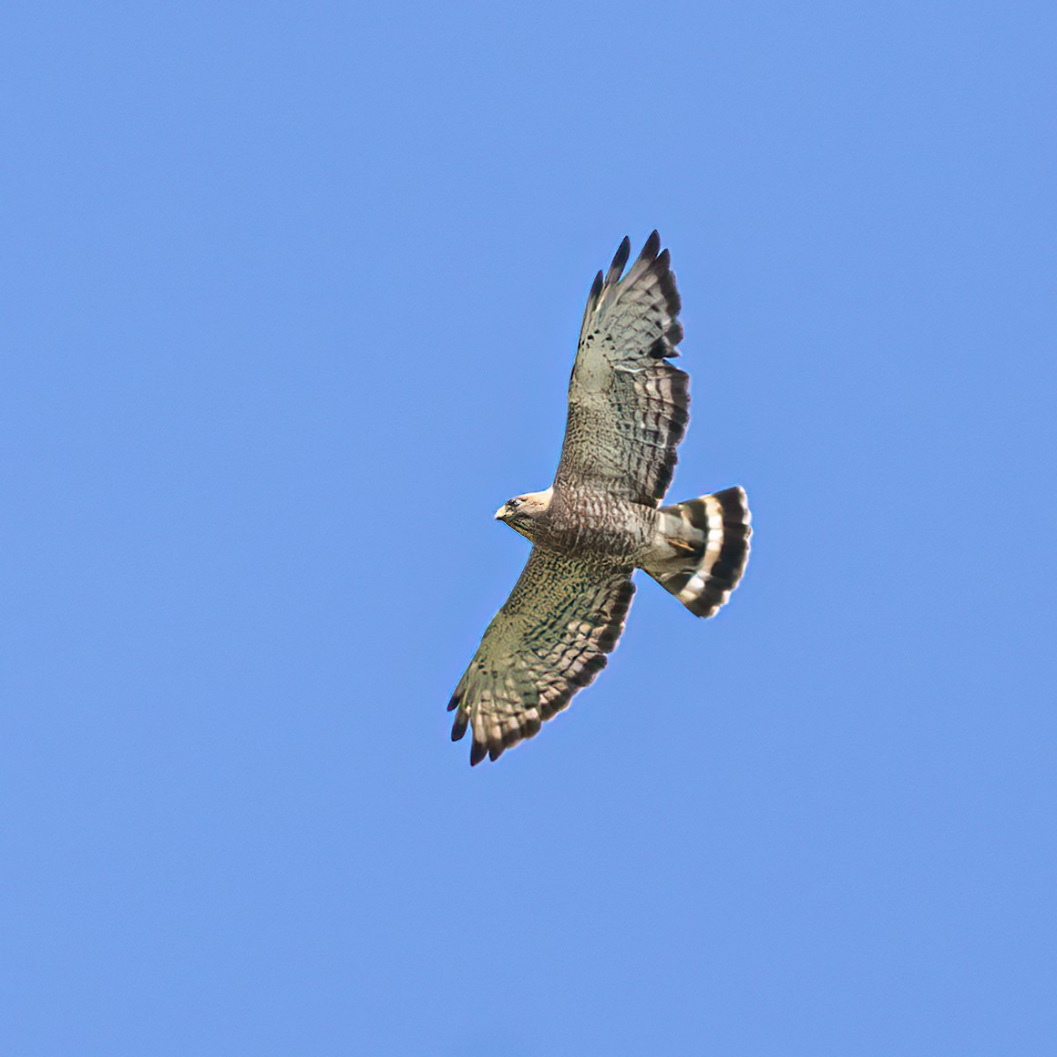 Broad-winged Hawk - Martine Stolk