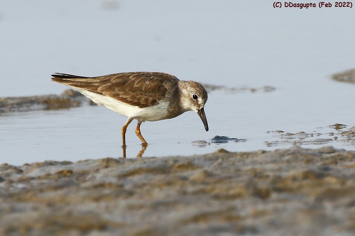 Temminck's Stint - ML586611251