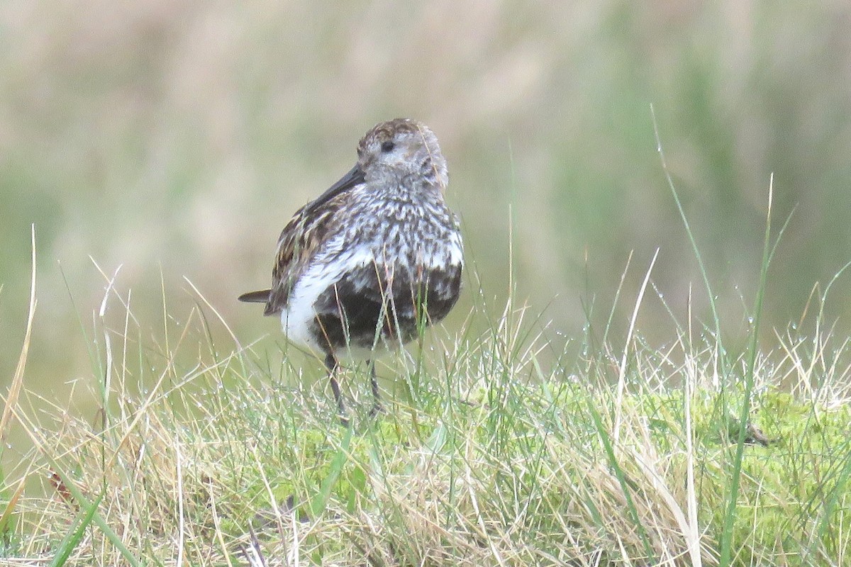 Alpenstrandläufer (schinzii) - ML586611731