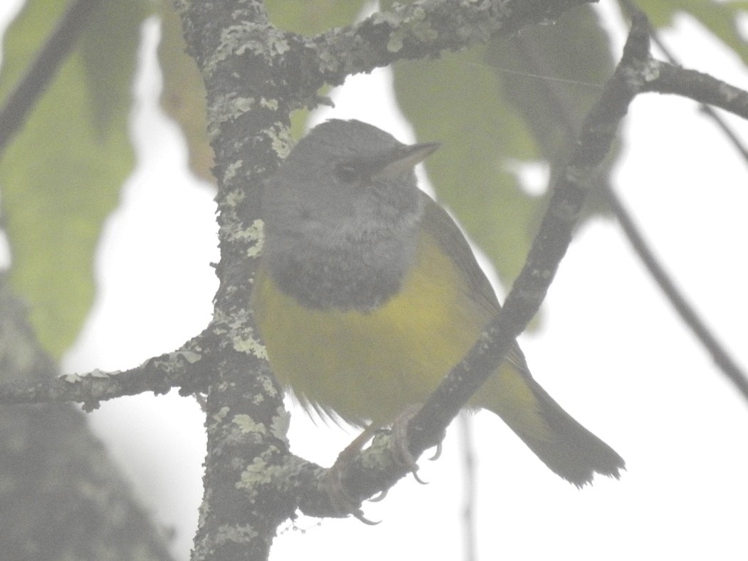 Mourning Warbler - ML586611751