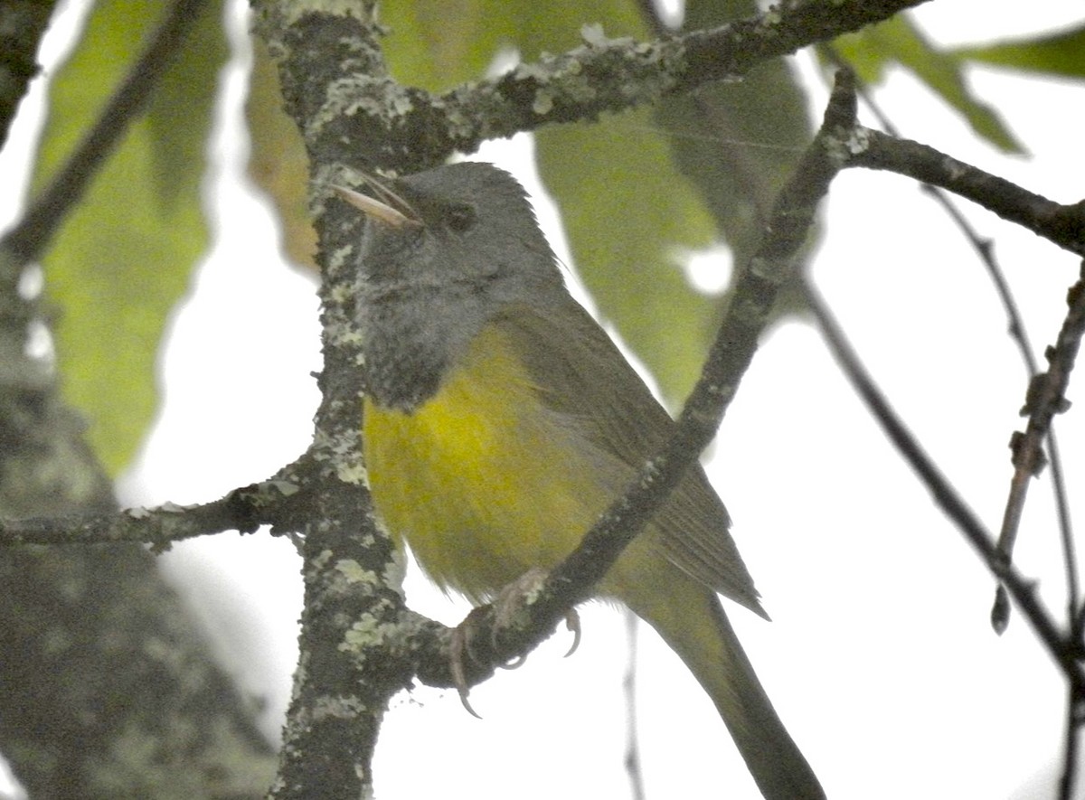 Mourning Warbler - ML586611921