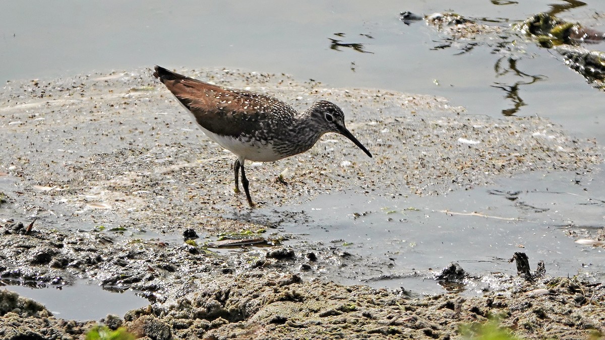 Green Sandpiper - ML586612621