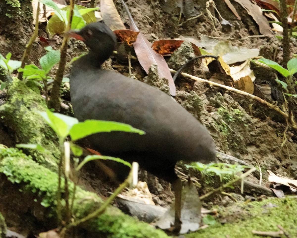 Berlepsch's Tinamou - ML586613821