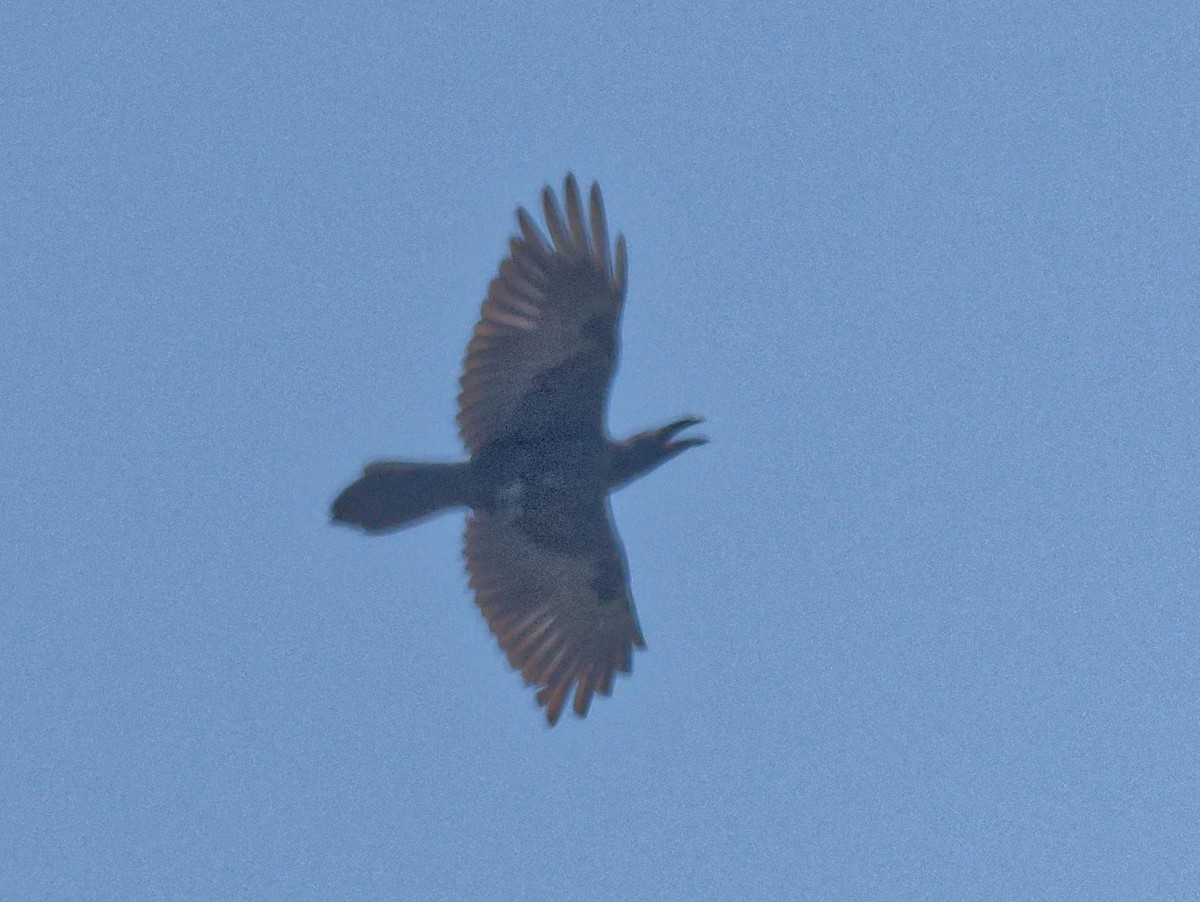 Common Raven - ML586613881