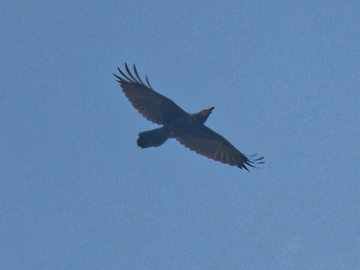 Common Raven - ML586613911