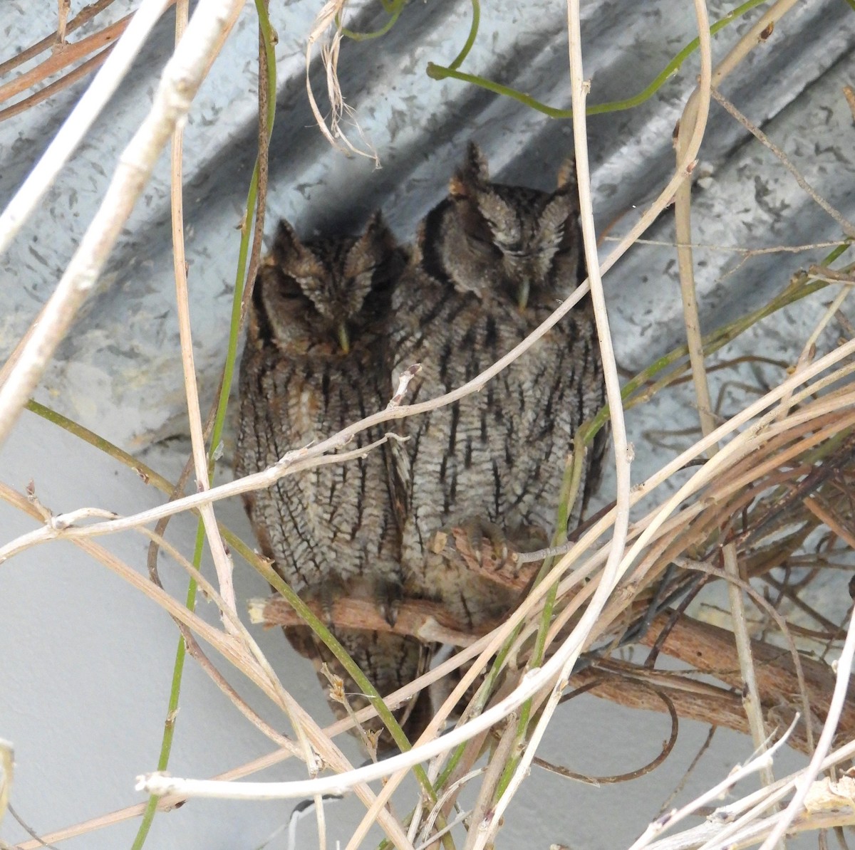 Tropical Screech-Owl - ML586614621