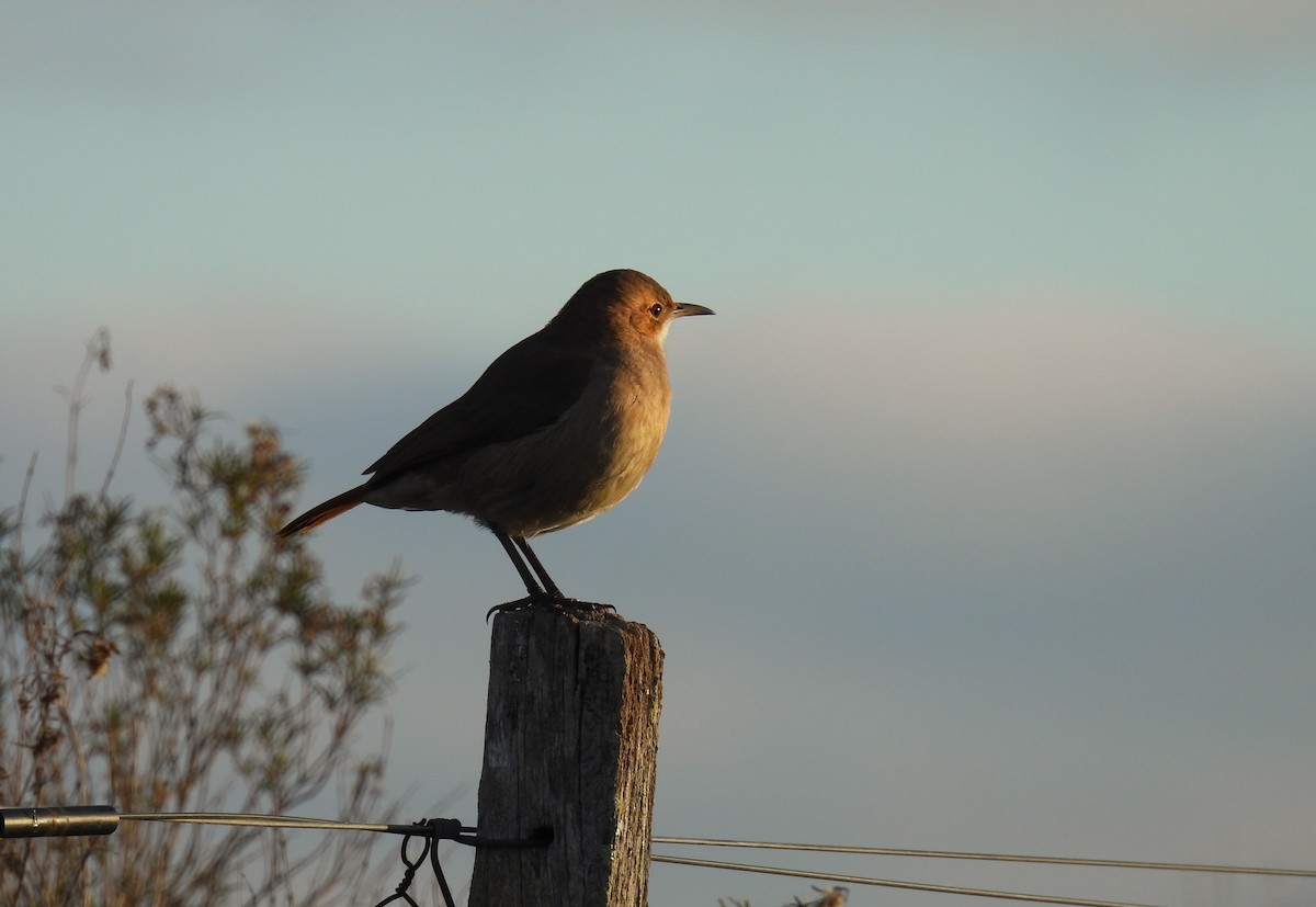 Rufous Hornero - ML586615041