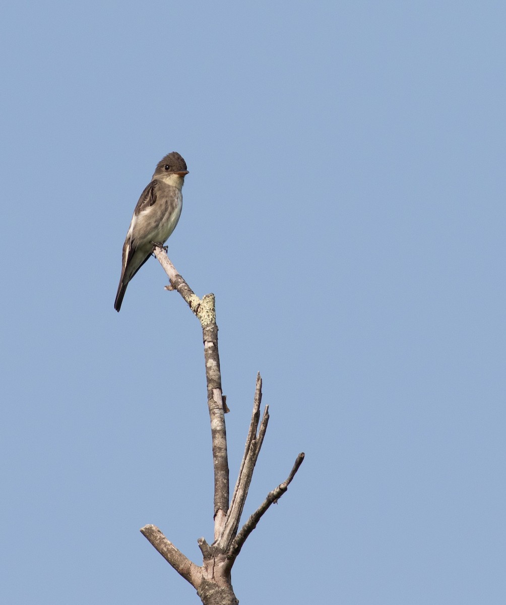 Olive-sided Flycatcher - ML586615081