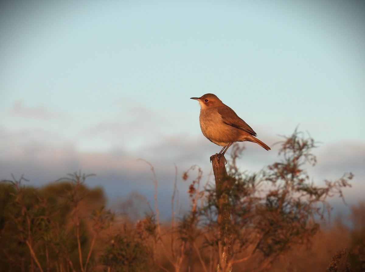 Rufous Hornero - ML586615151