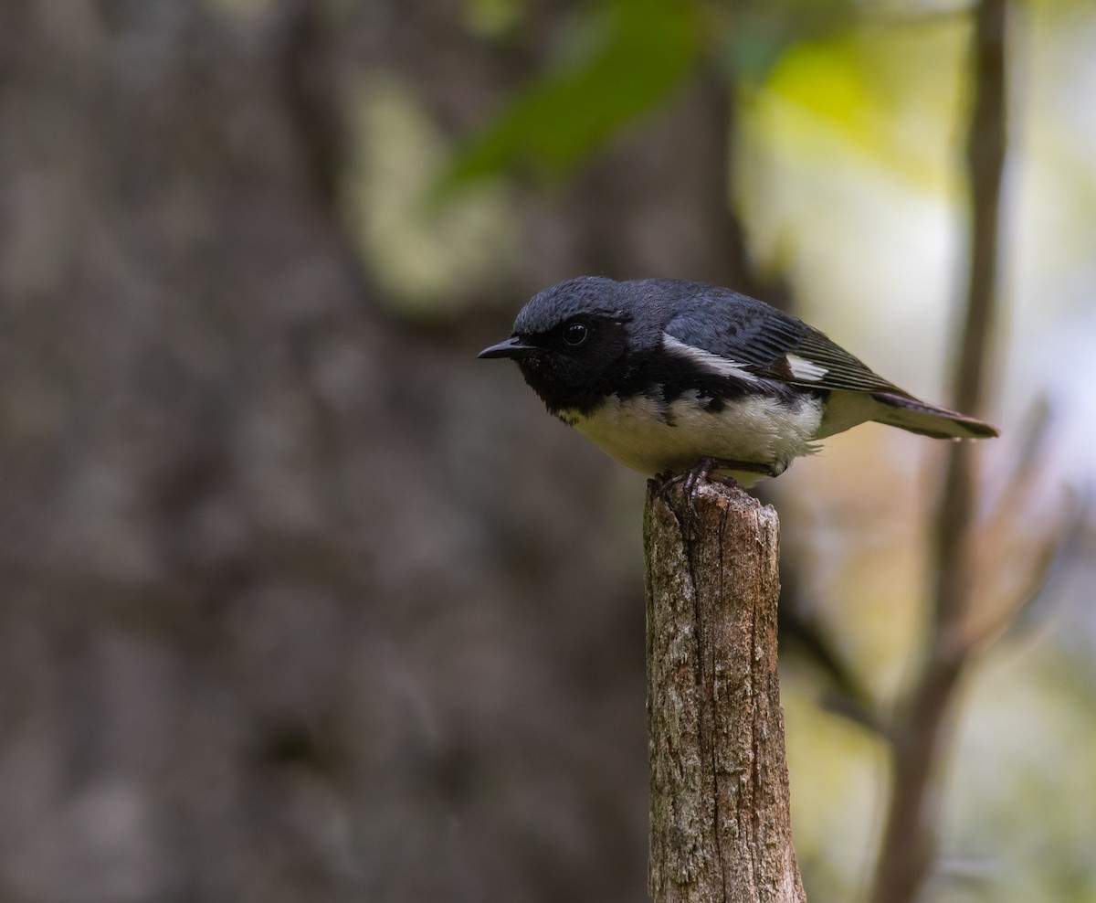 Black-throated Blue Warbler - ML586615221