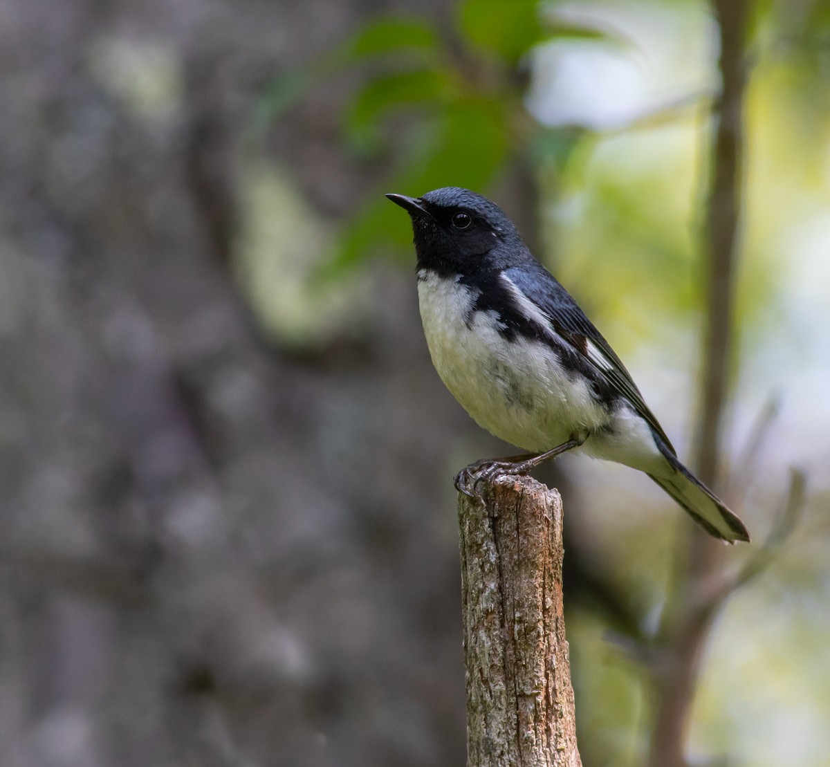 Black-throated Blue Warbler - ML586615231