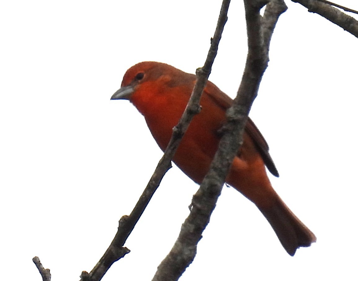 Hepatic Tanager - ML586615351