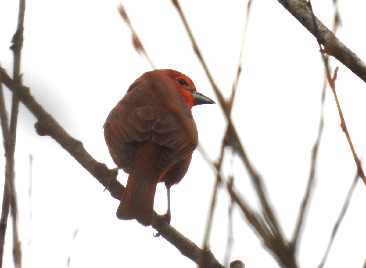 Hepatic Tanager - ML586615411