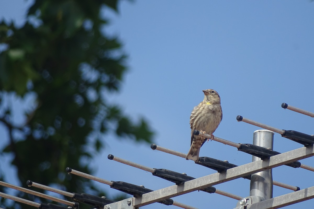 Rock Sparrow - ML586616931