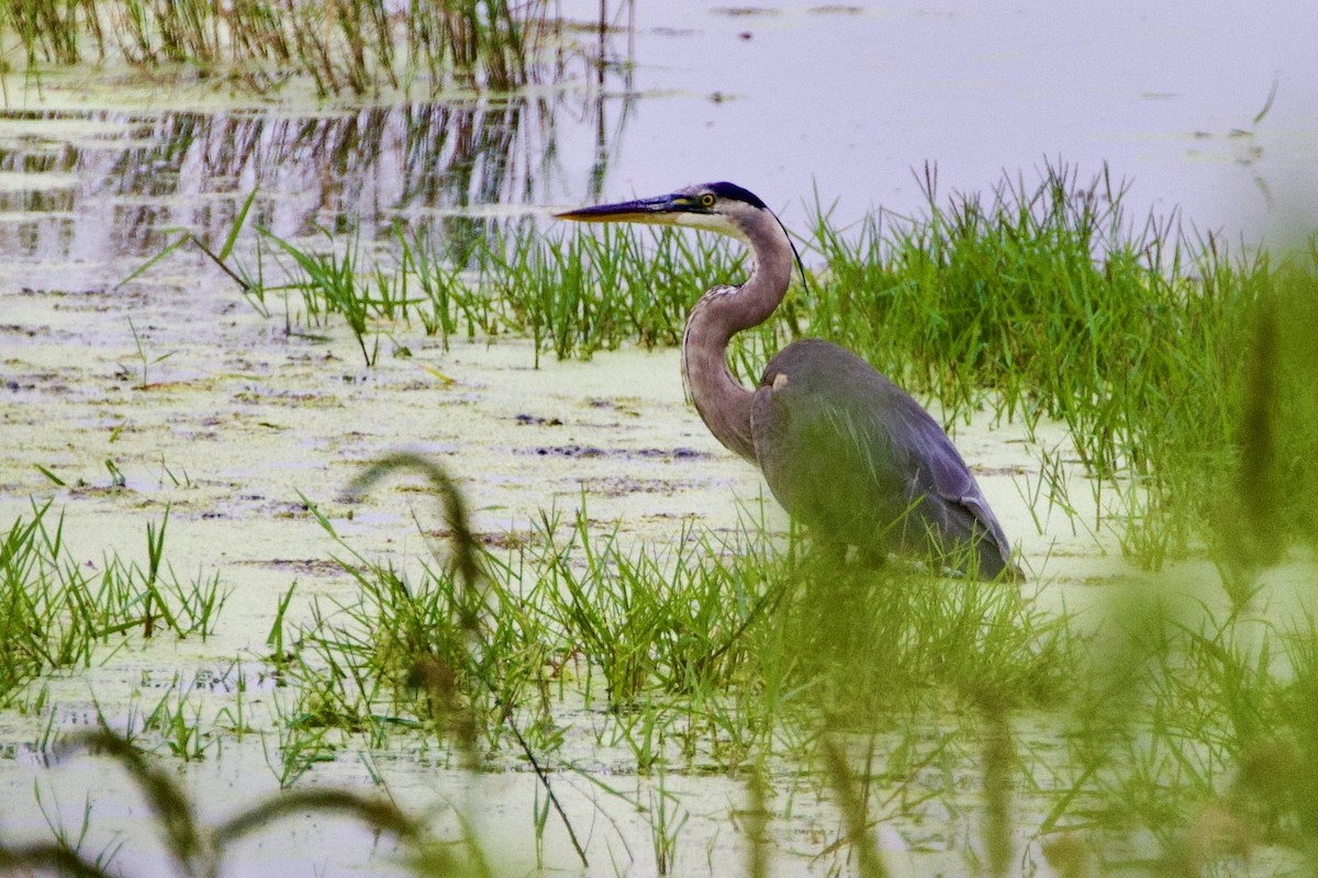 Great Blue Heron - ML586617861
