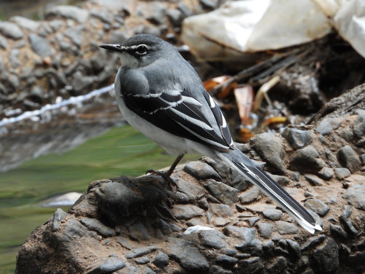 Mountain Wagtail - Kirk Doerger