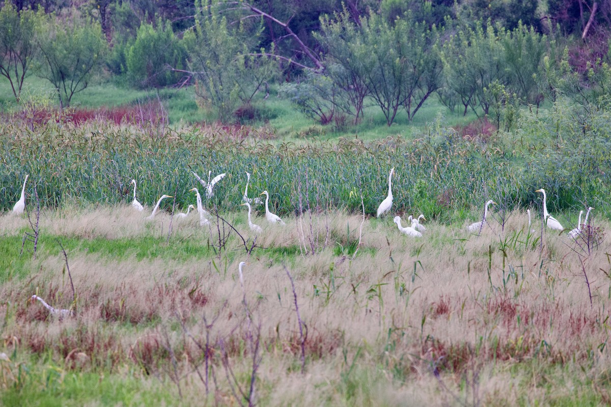 Great Egret - ML586618811