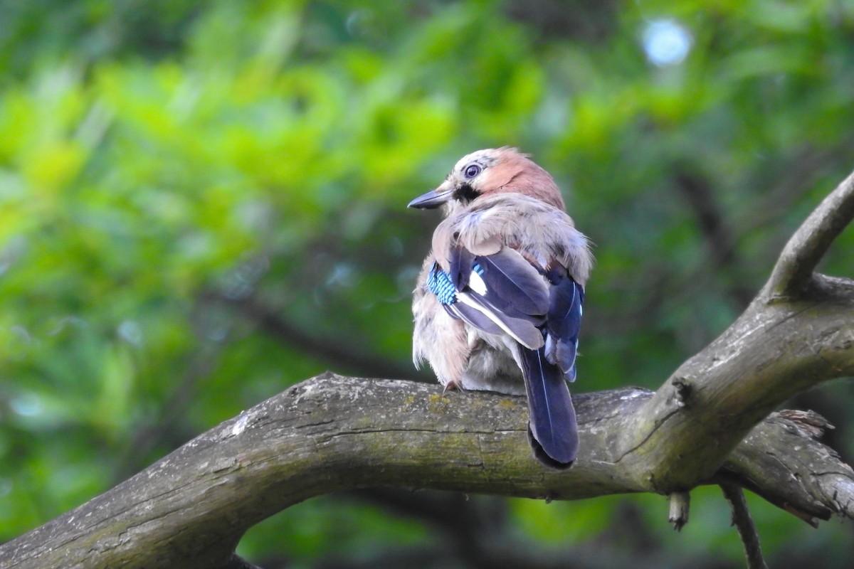 Ятга шаазгай - ML586619731