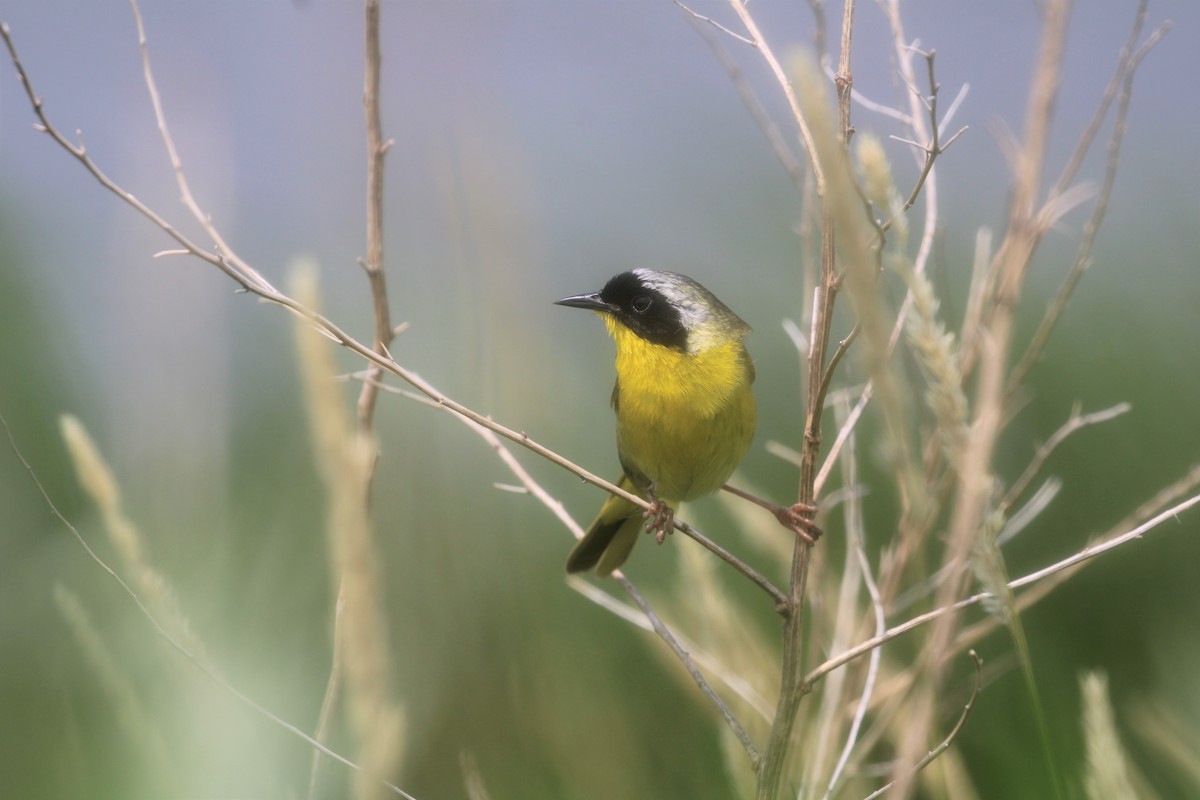 Common Yellowthroat - ML586620341