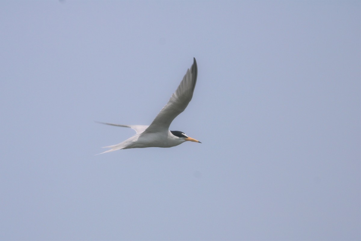 Least Tern - ML586620351