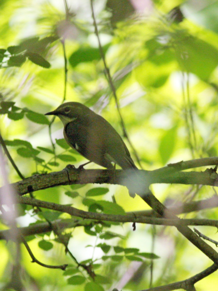 Black-throated Blue Warbler - ML58662061