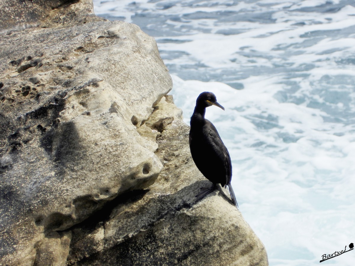 Cormorán Moñudo - ML586622111