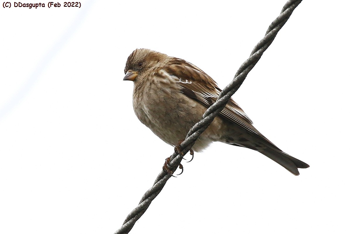 Plain Mountain Finch - ML586622301