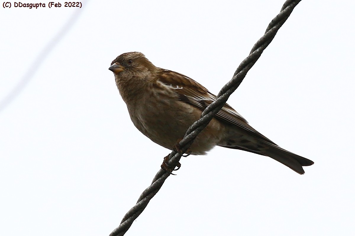 Plain Mountain Finch - ML586622311