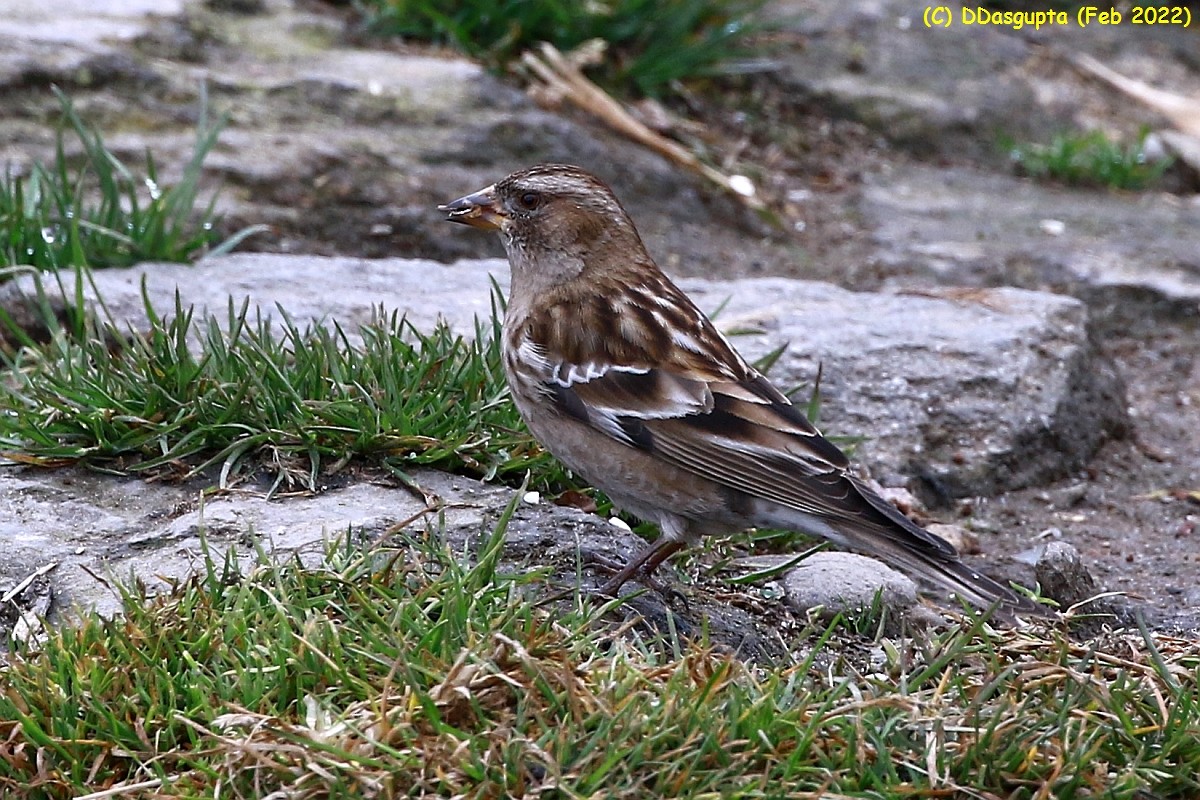 Plain Mountain Finch - ML586622321