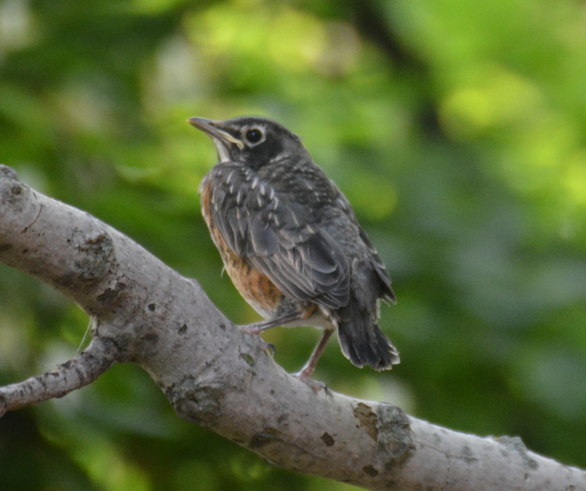 American Robin - ML586622381