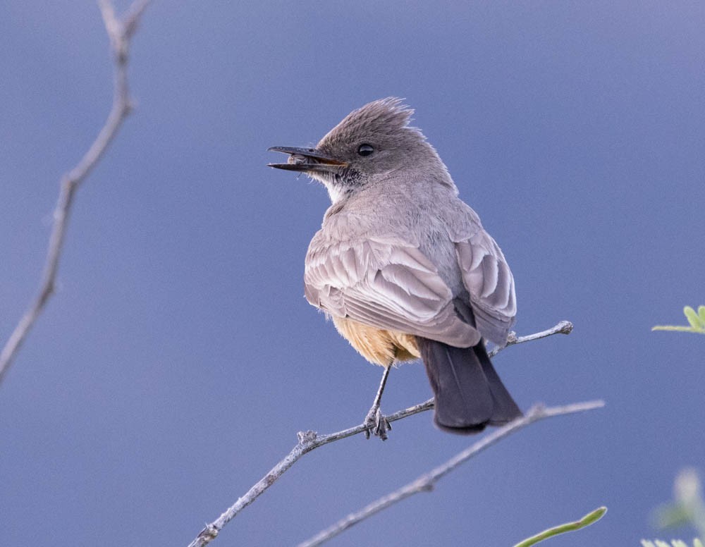 Say's Phoebe - ML586622781