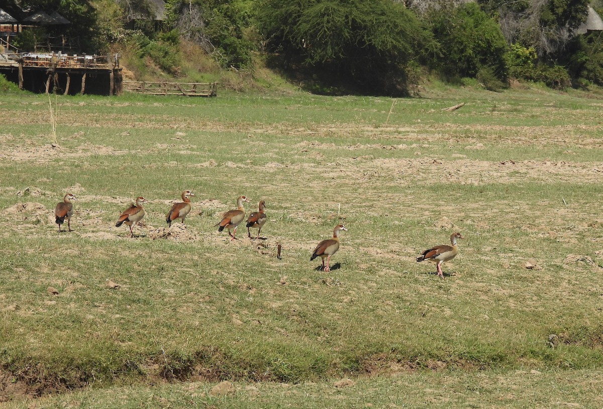 Nilgans - ML586624151