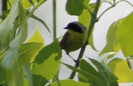 Common Yellowthroat - ML586624261