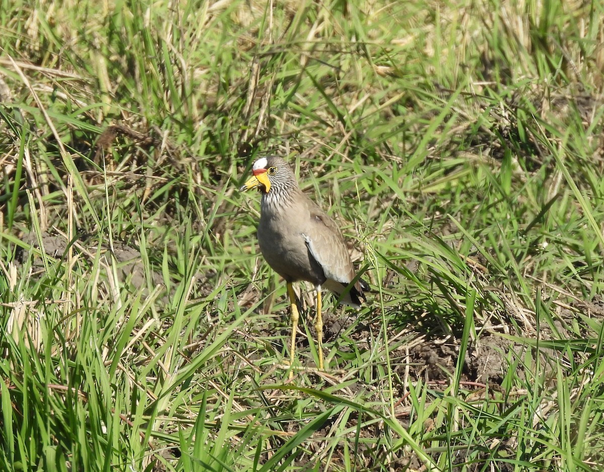 Wattled Lapwing - ML586624451