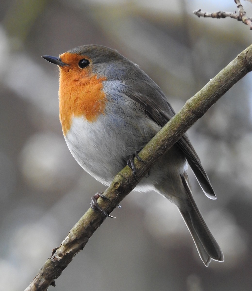 Өрнийн зээрд омруут - ML586624741