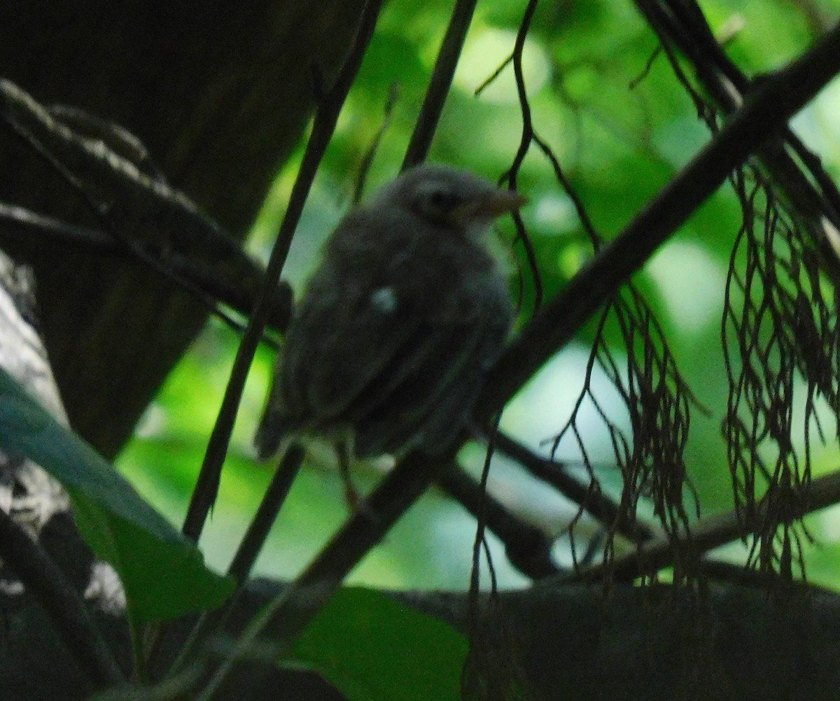 Cinnamon-bellied Saltator - ML586624871
