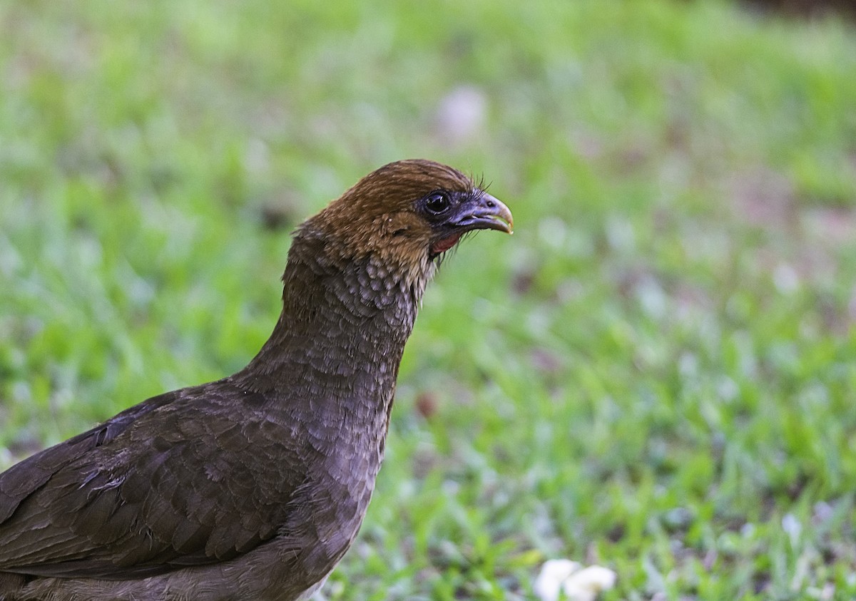 Chestnut-headed Chachalaca - ML586625181