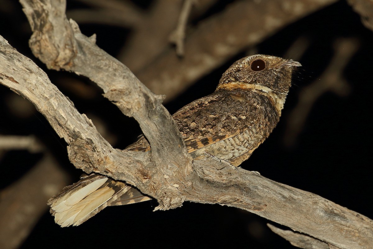 Buff-collared Nightjar - ML586625231