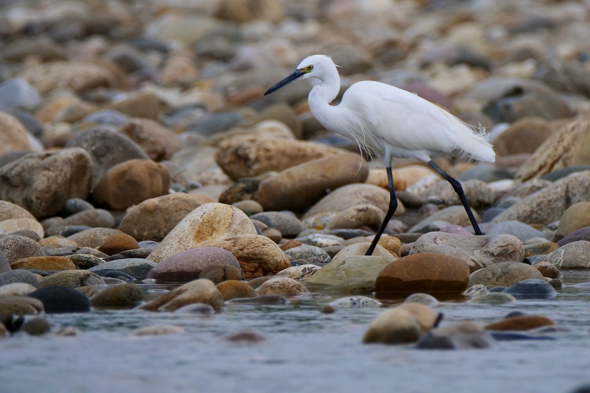 小白鷺 - ML586625301